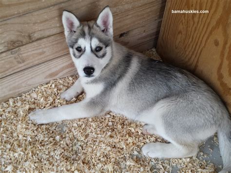 Wolf Grey Siberian Husky