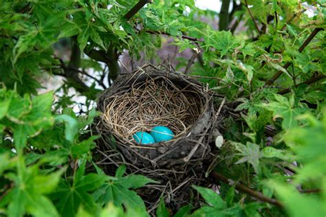 Tips For Keeping Birds Out Of Hanging Baskets Horticulture