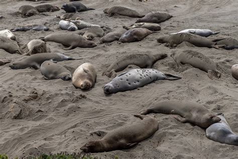 Santa Cruz Wharf And Elephant Seal Beach In San Simeon Gillybird