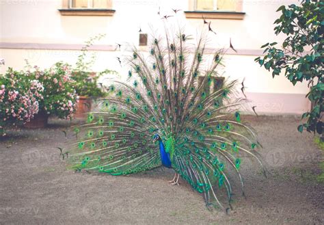 Peacock male peacock displaying his tail feathers 14907859 Stock Photo at Vecteezy