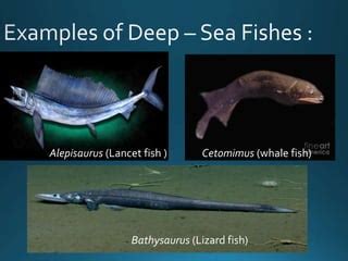 Adaptations in deep sea fishes | PPT