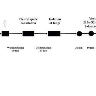 Schematic protocol of experiment | Download Scientific Diagram 