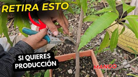 Si retiras esto de tu planta de mango empezara a producir mas rápido