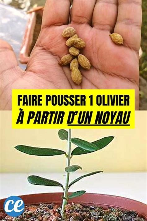 Comment Faire Pousser un Olivier à Partir dun Noyau dOlive C est