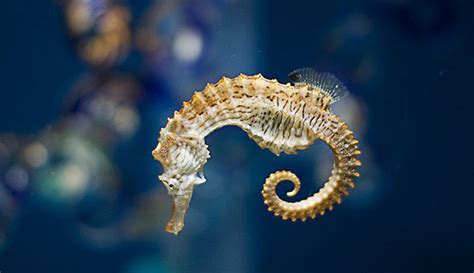 10 Things You Should Know Before Keeping Seahorses As Pets