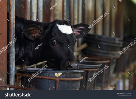 Calf Care Dairy Farm Management Calf Stock Photo Shutterstock