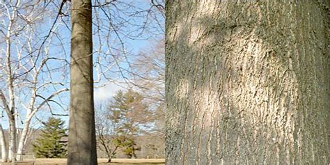 Pin Oak - The Westmoor Arboretum Keystone Species