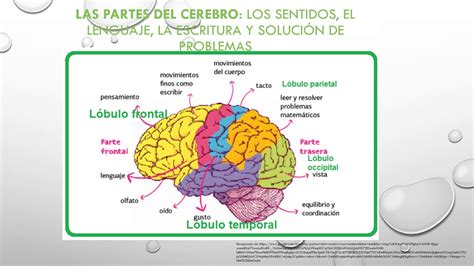 EL CEREBRO Y EL LENGUAJE YouTube