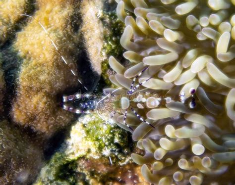 A Spotted Cleaner Shrimp Periclimenes Yucatanicus In Cozumel Stock