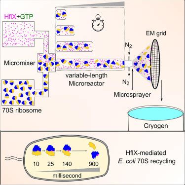 Time Resolution In Cryo Em Using A Pdms Based Microfluidic Chip