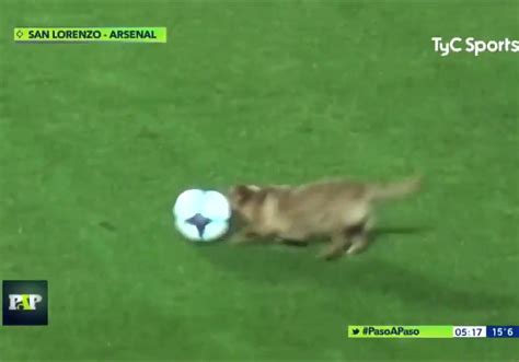 アーセナルの試合に乱入した犬にインタビューを試みるところが面白すぎ 話題の画像プラス