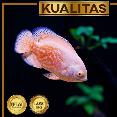 Jual Oscar Batik Albino Ikan Hias Predator Aquascape Hiasan Aquarium