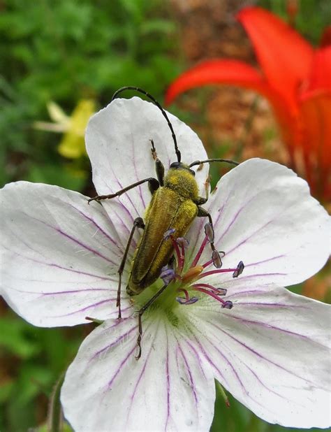 Flora Montana Wild Geranium