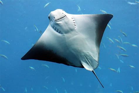 11 Different Types Of Stingrays Plus Interesting Facts Nayturr