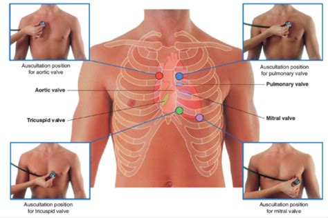 Cardiovascular Examination Flashcards Quizlet