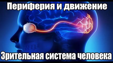 Периферическое зрение и движение (fps). Зрительная система человека ...