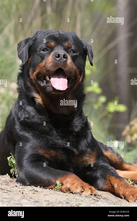 Cute Dogs Rottweiler Atelier Yuwaciaojp