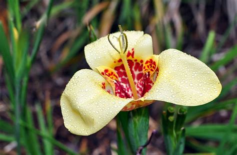 Flower Homes: Tigridia Flowers