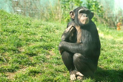 Educated Chimp Turns His Nose By Steveprice On Deviantart