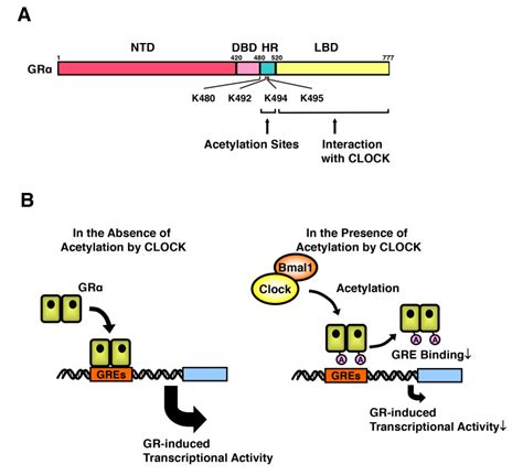 Figure Clock Bmal Suppresses Gr Induced Transcriptional Activity