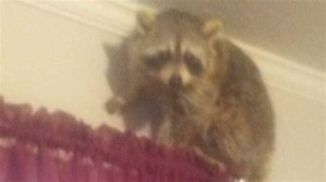 Raccoon Enters Tennessee Home Through Cat Door Falls Asleep