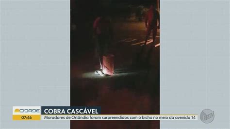 Cobra cascavel aparece em avenida de Orlândia SP e é capturada por