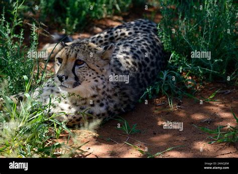 Big Cats Cheetah Cheetahs Acinonyx Jubatus Lying Down In Long Grass