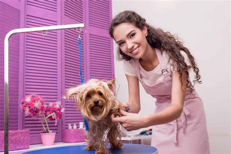 How To Become A Dog Groomer The Academy Of Pet Careers