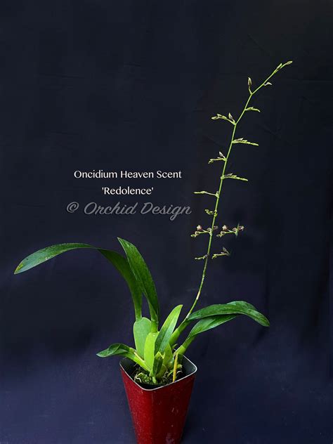 Oncidium Heaven Scent Redolence Chocolate Fragrance Orchid Design