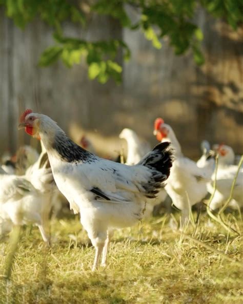 Poulet du Bourbonnais AOP le goût de lexcellence