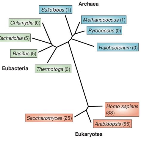 Phylogram Of Dead Box Proteins From The Three Kingdoms Of Life