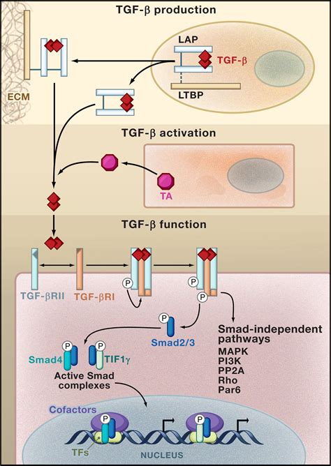 TGF β A Master of All T Cell Trades Cell