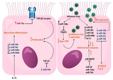 Ijms Free Full Text The Airway Epithelium—a Central Player In Asthma Pathogenesis