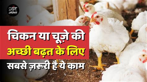 Contract Poultry Farming चूज़े की अच्छी बढ़त के लिए करे ये काम