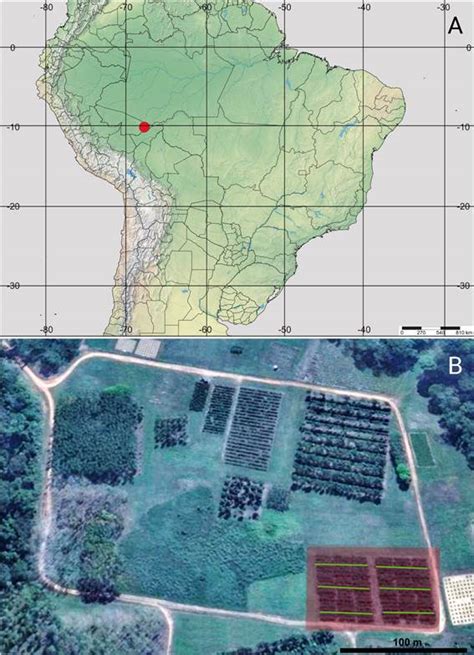 SciELO Brasil Diversity And Abundance Of Green Lacewings