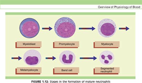 Figure 11 From Essentials Of Haematology Semantic Scholar