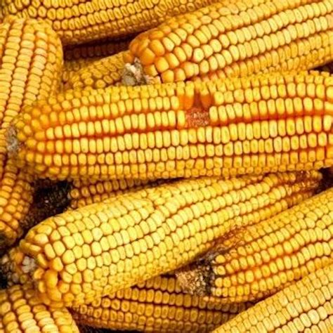 Reids Yellow Dent Corn