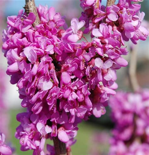 Cercis Chinensis Avondale Chinesischer Judasbaum Gartenpflanzen Daepp