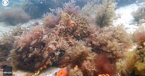 Octopus demonstrates camouflage ability in kelp garden - CBS News