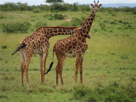 Parque Nacional De Banhine Visit Mozambique