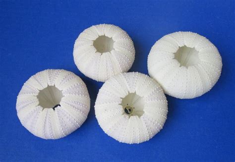 Wholesale Dried Purple Sea Urchins For Crafts