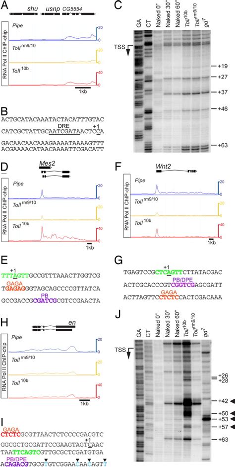 Promoter Elements Associated With Rna Pol Ii Stalling In The Drosophila Embryo Pnas