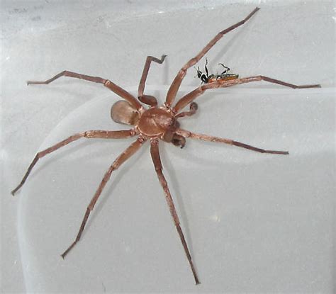 Large Brown Spider Titiotus Bugguidenet