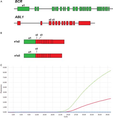 A Schematic Representation Of The Exon Intron Structures Of Bcr Top Download Scientific