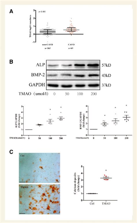 The Association Between Aortic Valve Calcification And Tmao Levels A