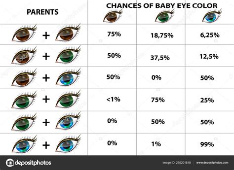 rasdom usa: Punnett Square Eye Color Calculator