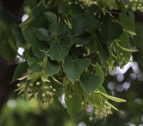 American Basswood Us National Park Service