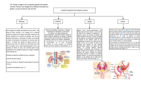 Tarea Anatom A General Del Sistema Urinario Cuadro Sin Ptico De