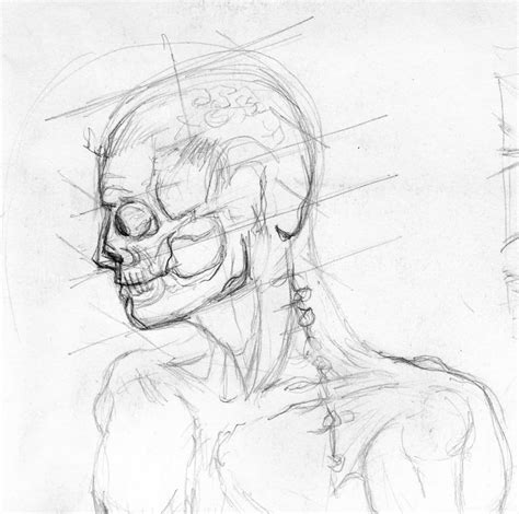 Pin On Bocetos De Anatomia Sketches Drawings Humanoid Sketch