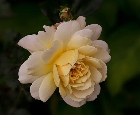 purple, flower, outdoors, plant, garden roses, garden, rose, garden